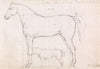 Anatomical Study of a Horse, Founded on `Eclipse’, Nov. 26, 1832