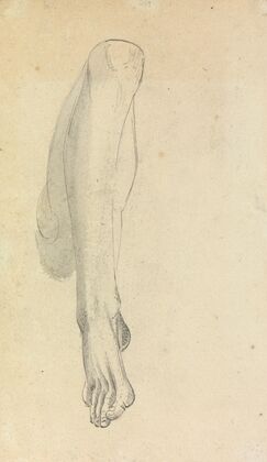 Anatomical Study of a Leg