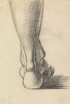 Anatomical Study of the Heel of a Foot