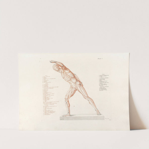 Anatomie du gladiateur combattant Pl.07 (1812) by Jean-Galbert Salvage
