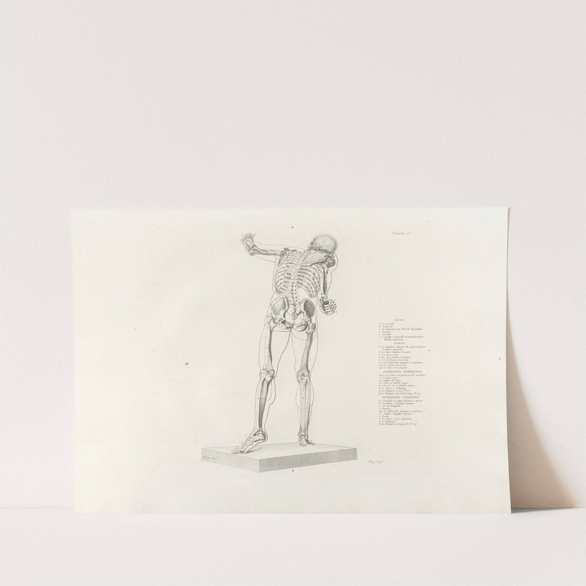 Anatomie du gladiateur combattant Pl.14 (1812) by Jean-Galbert Salvage