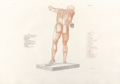 Anatomie du gladiateur combattant Pl.15 (1812) — size preview