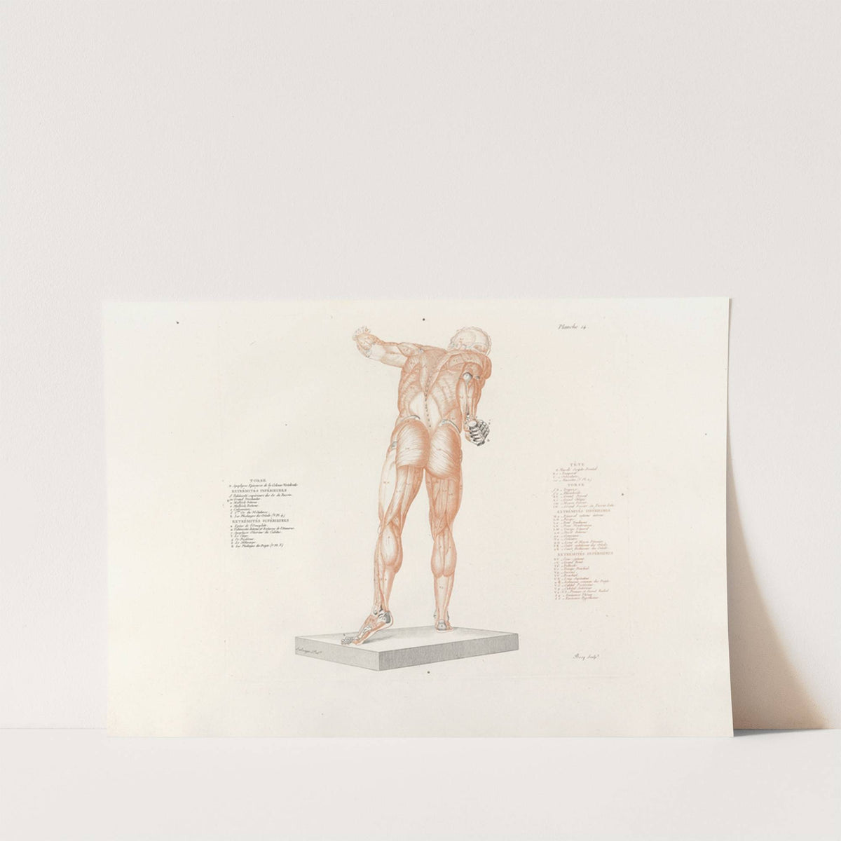 Anatomie du gladiateur combattant Pl.15 (1812) by Jean-Galbert Salvage