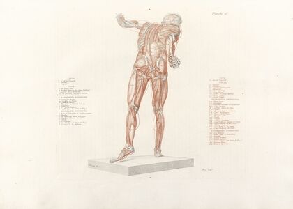 Anatomie du gladiateur combattant Pl.16 (1812) — size preview