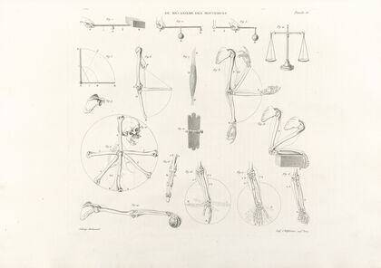 Anatomie du gladiateur combattant Pl.17 (1812) — size preview