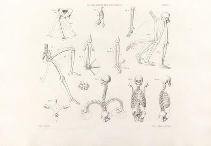 Anatomie du gladiateur combattant Pl.18 (1812) — size preview