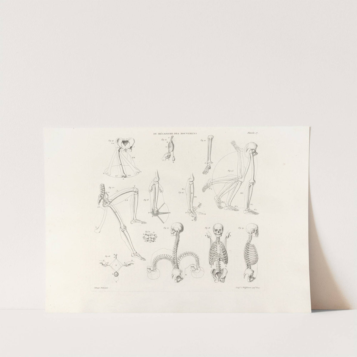 Anatomie du gladiateur combattant Pl.18 (1812) by Jean-Galbert Salvage
