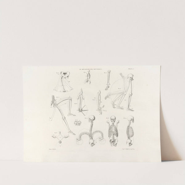 Anatomie du gladiateur combattant Pl.18 (1812) by Jean-Galbert Salvage