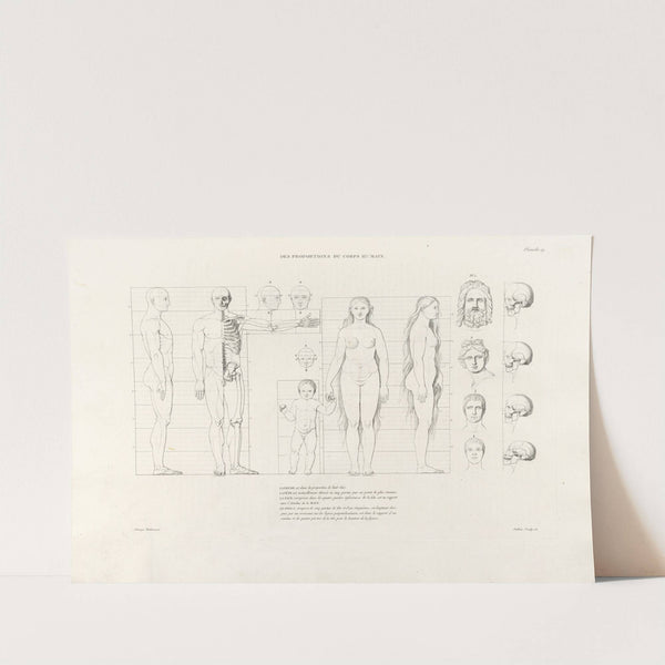 Anatomie du gladiateur combattant Pl.20 (1812) by Jean-Galbert Salvage