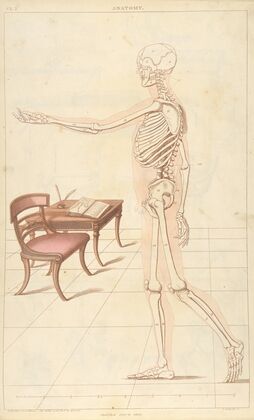 Anatomy