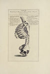 Anatomy improv’d and illustrated with regard to the uses thereof in designing Pl.04