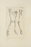 Anatomy improv’d and illustrated with regard to the uses thereof in designing Pl.05