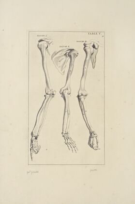 Anatomy improv’d and illustrated with regard to the uses thereof in designing Pl.05