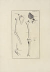 Anatomy improv’d and illustrated with regard to the uses thereof in designing Pl.06