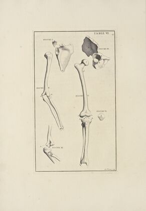 Anatomy improv’d and illustrated with regard to the uses thereof in designing Pl.06