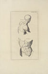 Anatomy improv’d and illustrated with regard to the uses thereof in designing Pl.14
