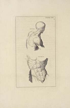 Anatomy improv’d and illustrated with regard to the uses thereof in designing Pl.14