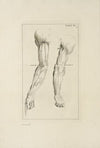 Anatomy improv’d and illustrated with regard to the uses thereof in designing Pl.15