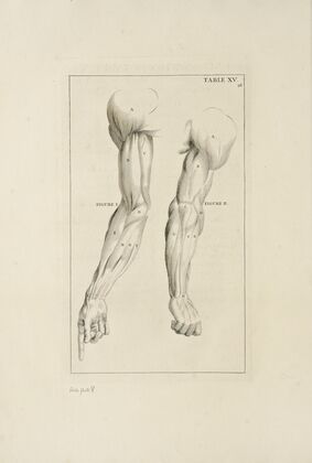 Anatomy improv’d and illustrated with regard to the uses thereof in designing Pl.15