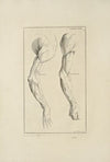 Anatomy improv’d and illustrated with regard to the uses thereof in designing Pl.16