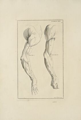Anatomy improv’d and illustrated with regard to the uses thereof in designing Pl.16