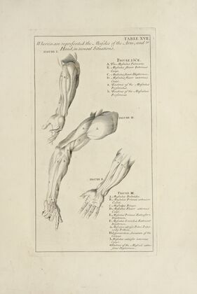 Anatomy improv’d and illustrated with regard to the uses thereof in designing Pl.17