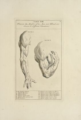 Anatomy improv’d and illustrated with regard to the uses thereof in designing Pl.18
