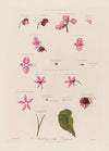 Anatomy of the Begonia (1799–1810)