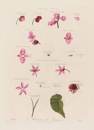 Anatomy of the Begonia (1799–1810)