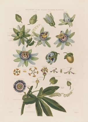 Anatomy of the blue passion flower (1799–1810)