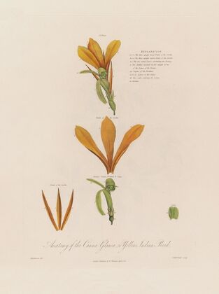 Anatomy of the Canna Glauca, or Yellow Indian Reed (1799–1810)