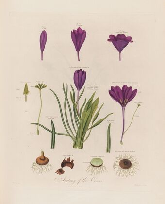 Anatomy of the Crocus (1799–1810)