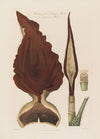 Anatomy of the Dragon Arum. A poisonous Plant (1799–1810)