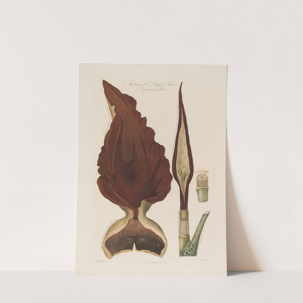 Anatomy of the Dragon Arum. A poisonous Plant (1799–1810) by Robert John Thornton