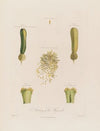 Anatomy of the Hyacinth (1799–1810)