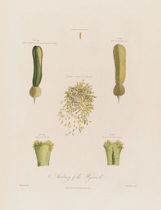 Anatomy of the Hyacinth (1799–1810)