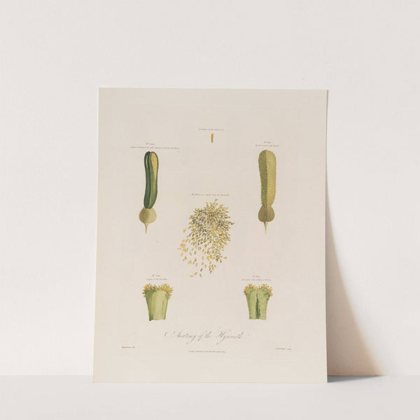 Anatomy of the Hyacinth (1799–1810) by Robert John Thornton