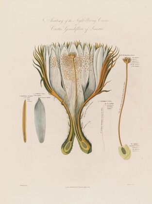 Anatomy of the Night-blowing Cereus;or Cactus Grandiflora of Linnaeus (1799–1810)