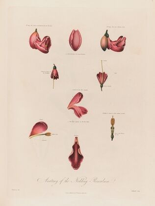 Anatomy of the Nodding Renealmia (1799–1810)