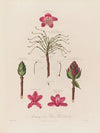 Anatomy of the Pontic Rhododendron (1799–1810)