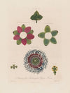Anatomy of the Quadrangular Passion Flower (1799–1810)