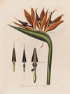 Anatomy of the Queen Flower (1799–1810)