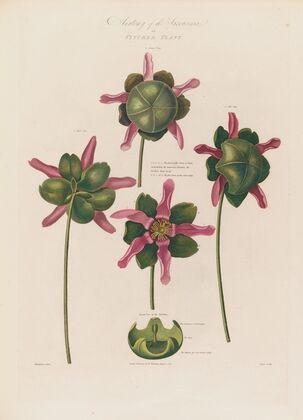 Anatomy of the Sarracenia or Pitcher Plant (1799–1810)