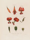 Anatomy of the Superb Lily (1799–1810)