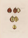 Anatomy of the Tulip Root (1799–1810)