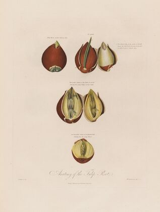 Anatomy of the Tulip Root (1799–1810)