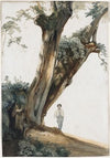 Ancient Trees in the Roman Campagna