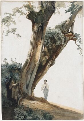 Ancient Trees in the Roman Campagna