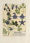 Ancolie