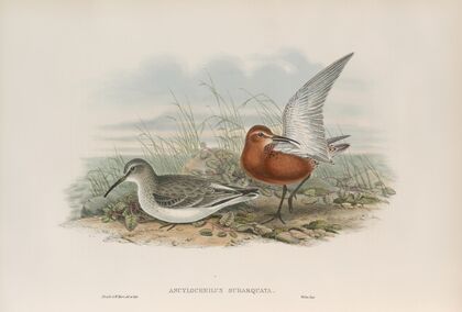 Ancylocheilus subarquata. Curlew Sandpiper. (1862-1873)